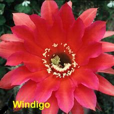 Windigo.4.1.jpg 